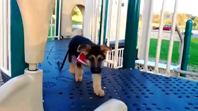 Déplacement. Chiots drôles monter les montagnes russes