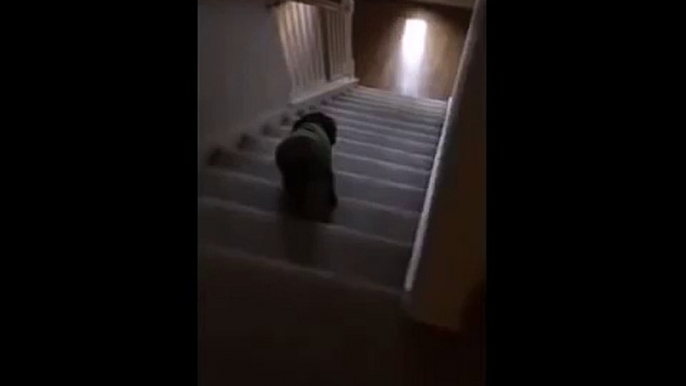 SPOOKED dog falls down stairs at tuba sound