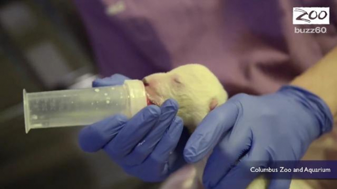 Polar bear cub abandoned by mother being taken care of by zoo staff