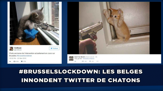 #Brusselslockdown: Les Internautes belges innondent Twitter de chatons