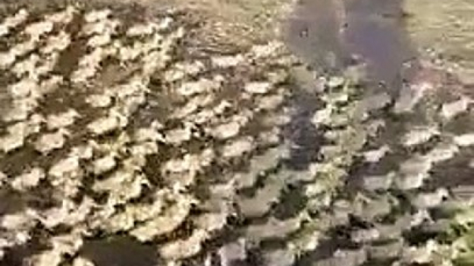 Have you EVER seen 5,000 Ducklings rush to a pond for a Swim for the very first time