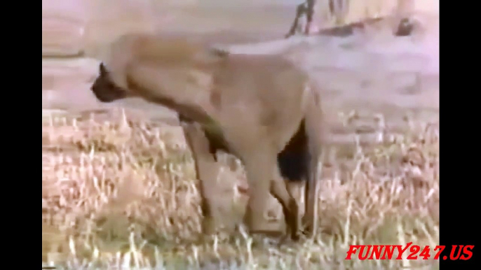 Animal Fighting ★ Lion Fighting Hyenas To Die ★ WHO Win _