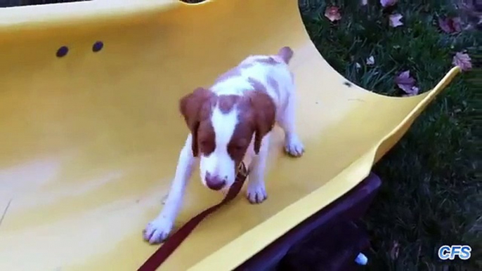 Intelligent dans la montagne ne sera pas aller. Chiots drôles ne peuvent pas grimper la colline