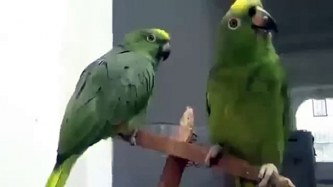 Loros dúo divertidos. Loros divertidos cantar