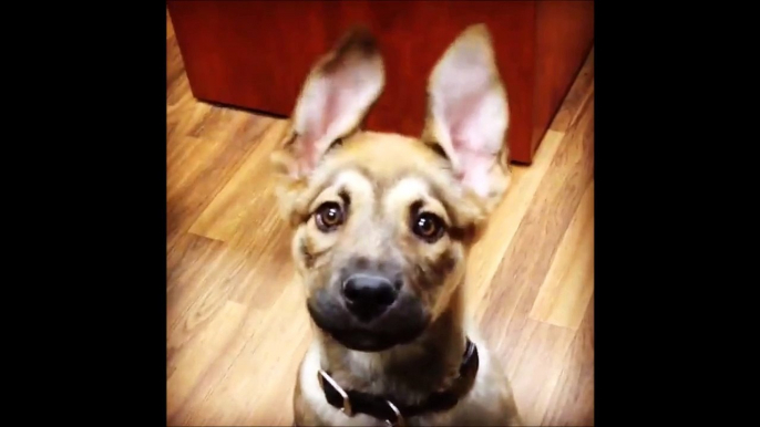 Un bébé chien tellement mignon! Adorable berger allemand aux grandes oreilles