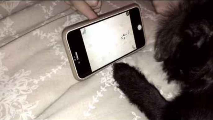 Pug puppy plays game on iPhone