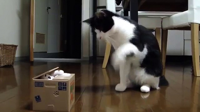 Funny Cats Videos - Cute Kittens Compilation 2015 - Ultimate Cat Vines Compilation 2015