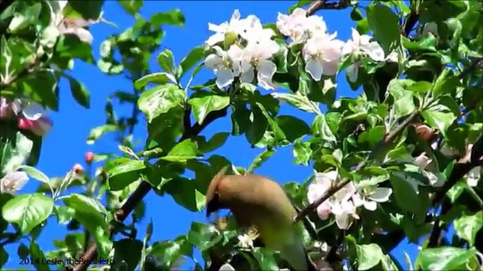 Bohemian and Cedar Waxwings - Mini Documentary