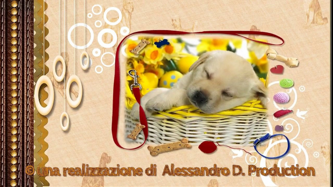 i nostri animali domestici