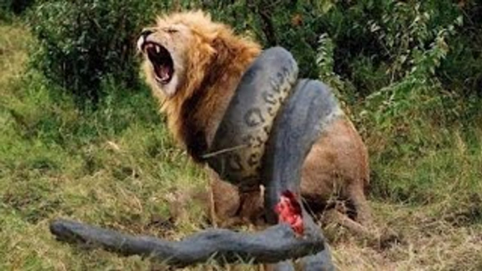 Lion VS Giant Anaconda Snake - Real Fight