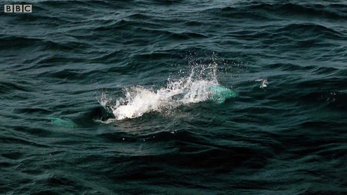 Des poissons volants chassés par des prédateurs marins dans l'eau et des oiseaux en surface !