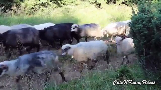 Marcher cloches. Moutons drôle avec des cloches autour du cou