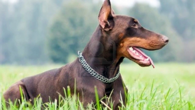 Top 10 Best and Biggest Guard Dogs in the World 2013