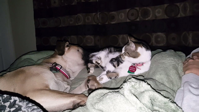 Un chien joue avec son pote le chat au réveil... Trop mignon!