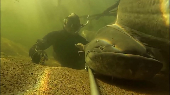 Plongée dans la Plongée dans la Loire: énormes silures, carpes et sandres !!