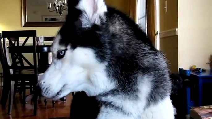 Cute Talking Dog (Mishka) says 12 Words: I love you