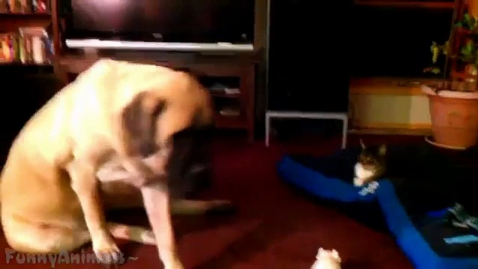 Funny Cats Stealing Dog Beds Compilation 2015 HD