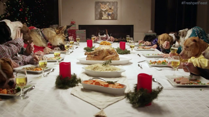 dogs sitting on cats Freshpet Holiday Feast 13 Dogs and 1 Cat Eating with Human Hands