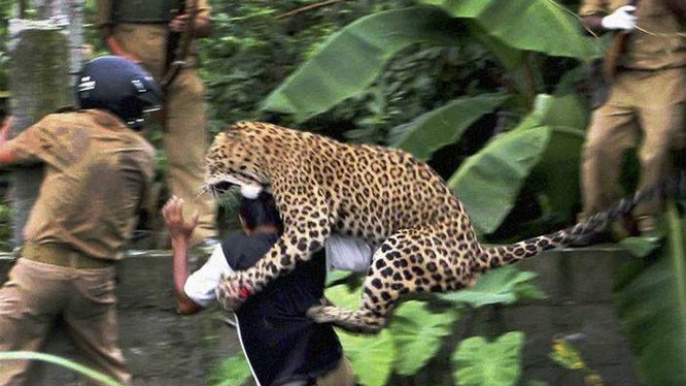 Animal Fights - Best Wild Animal Fights  Lion Attack Compilation New!!!   [Full HD]