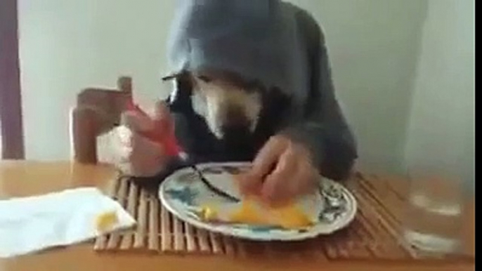 MDR  un chien qui mange sur la table