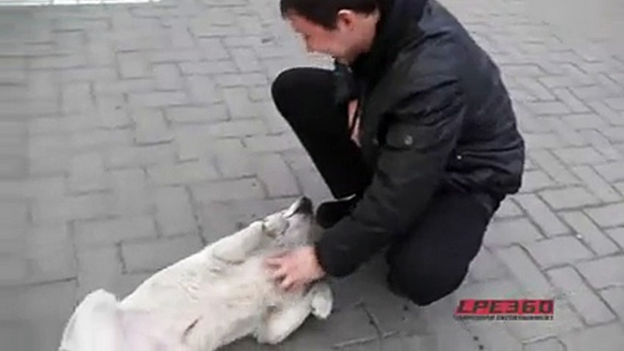 Dog Beggar Gets Reward For Handshake Tricks -