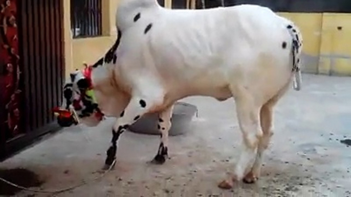 Dangerous || Beautiful Cow Qurbani || Eid ul azha 2014 || HD ✔