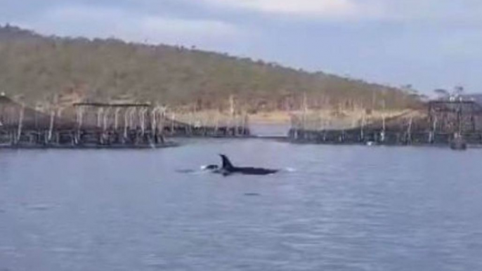 Rare Sighting of Killer Whales in the River Derwent