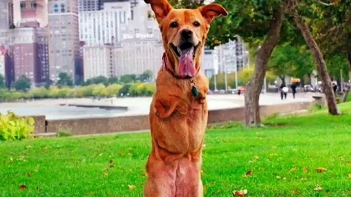 Top 10 animals walking on two legs compilation - Funny animal compilation