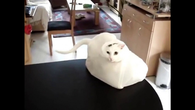 CATS IN SLOW MOTION