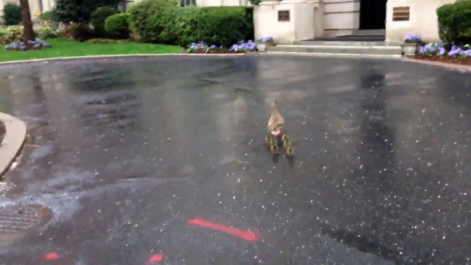 Adorable ducklings spotted in downtown D.C.