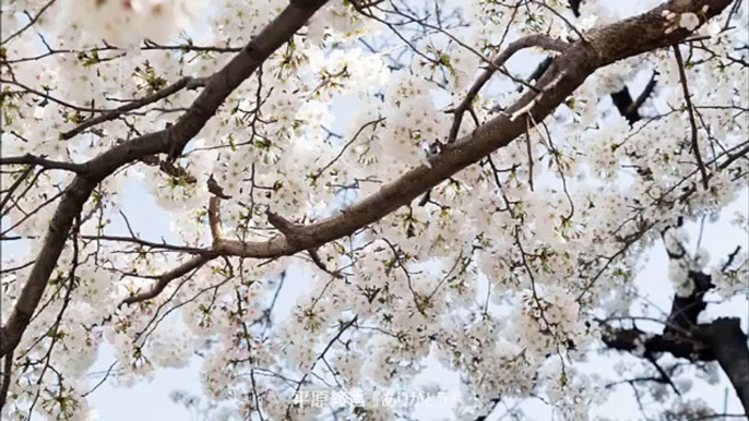 - ありがとう -　（平原綾香）　龍笛独奏 with Harp＆Strings＆Oboe