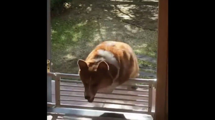 Ridiculous Corgi Dog fails at jumping over small door barrier