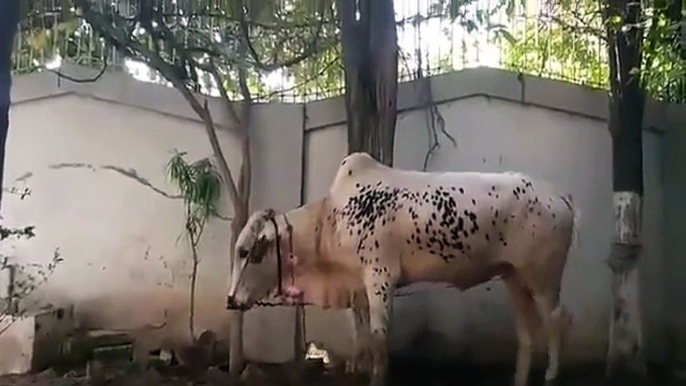 Angry Bull Qurbani Masti wala Bull 2015 Eid ul Adha