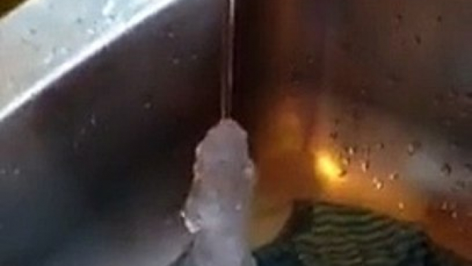 THIS is how cold it was in Albury, NSW this morning, their kitchen taps were making icicles! Stay warm friends.