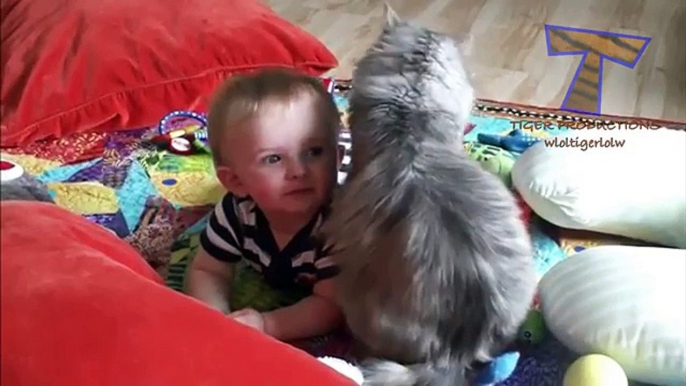 Cute cats cuddling and playing with babies - Cat