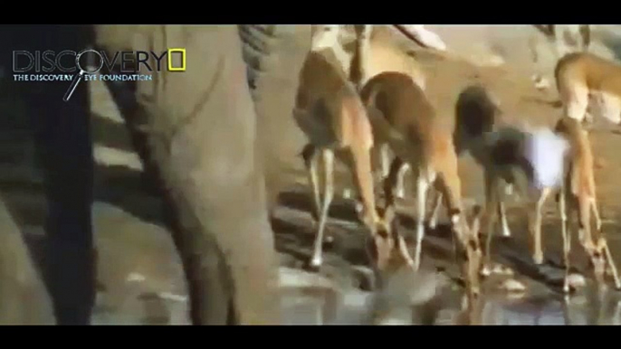 Lions Documentary: Lions, Hyenas, Elephants Real Fight ( Animals Documentaries Film)