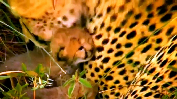 Documentary Animals African - Wild Lions Animals - National Geographic Animals HD