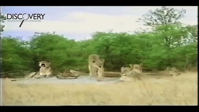 Lion Mating and Fighting to The Death - Lion