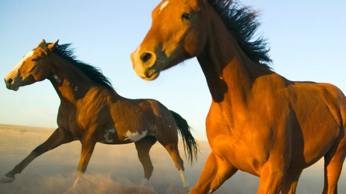 18 Amazing Facts About Horses