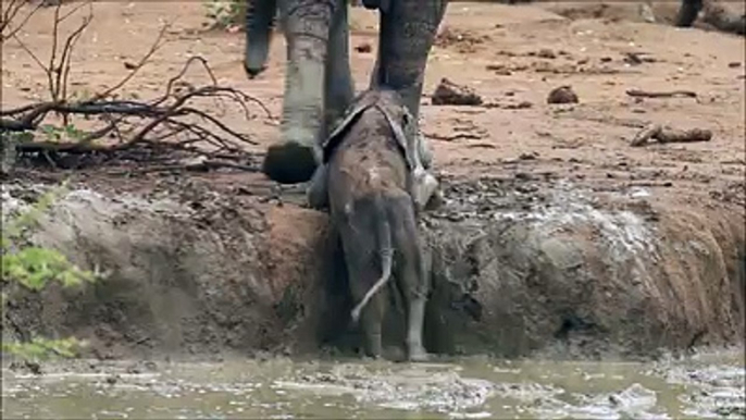 storyful - This Elephant Calf Stuck in the