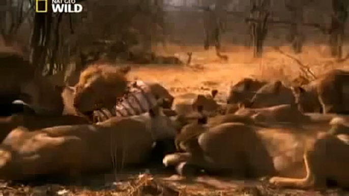 Lions Fighting To Death For Territory Nature Wildlife Documentary 360p