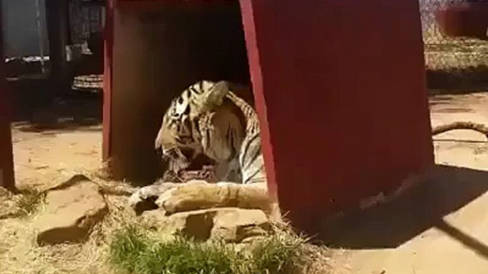 tiger attack funny video