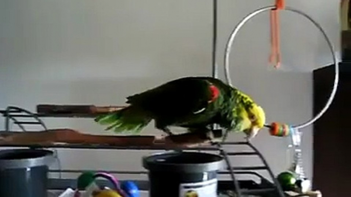 amazing parrat video