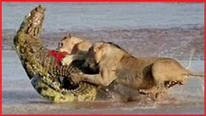 Great Battle Lion vs.Crocodile - The Fight Inconclusive - Crocodile Attack Lion [New 2016]