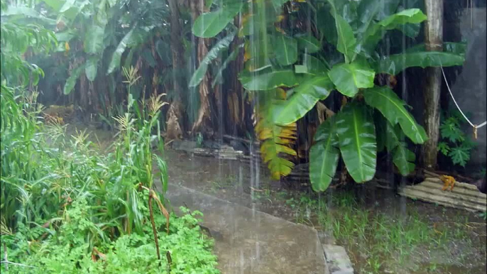 Chuva sons para o sono, a natureza ambiente, meditação, sono profundo, relaxante, calmante