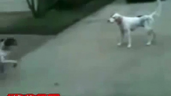 ★ ESTE BULLDOG SE HACE EL MUERTO ★ Perros Locos - Humor Perros - Perros Divertidos Chistos