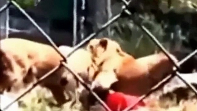 Animal Attacks on Humans   Most Shocking Attacks Caught on Tape clip