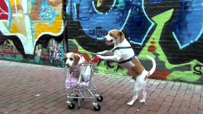 Dog Takes Puppy on Journey in Shopping Cart- Cute Dog Maymo and Puppy Penny