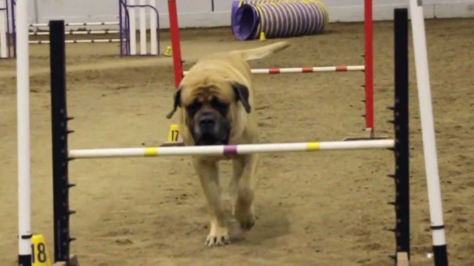 Un chien mastiff fait une course d'agility