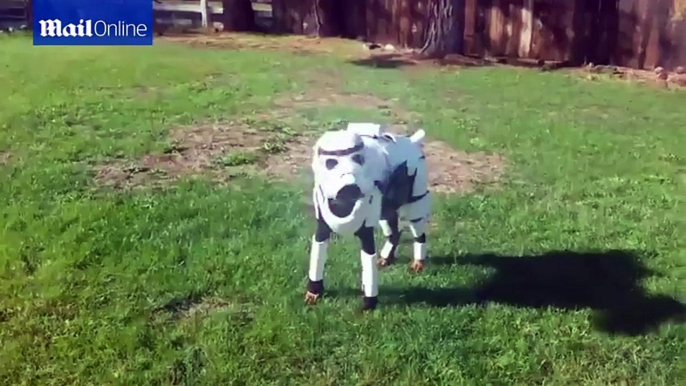 Doberman pinscher dog dresses as Star Wars Stormtrooper in amazing outfit